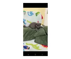 British shorthair kitten 😸 - 8