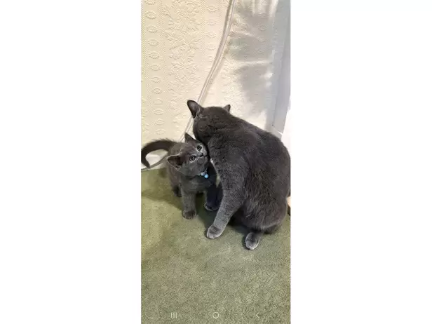 British shorthair kitten 😸 - 9/20