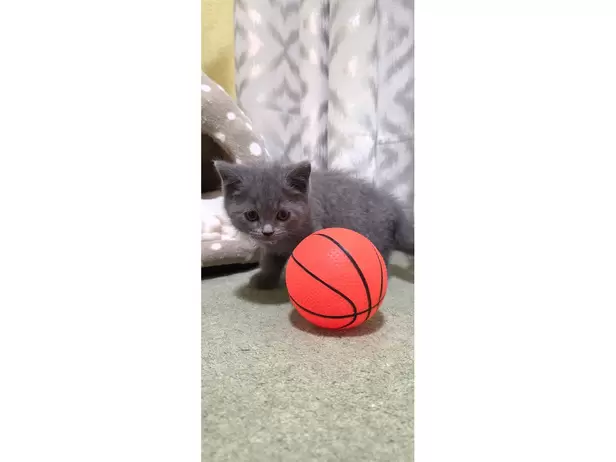 British shorthair kitten 😸 - 10/20