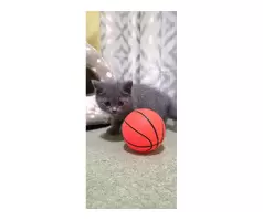 British shorthair kitten 😸 - 10
