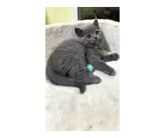 British shorthair kitten 😸 - 11
