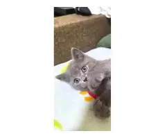 British shorthair kitten 😸 - 13