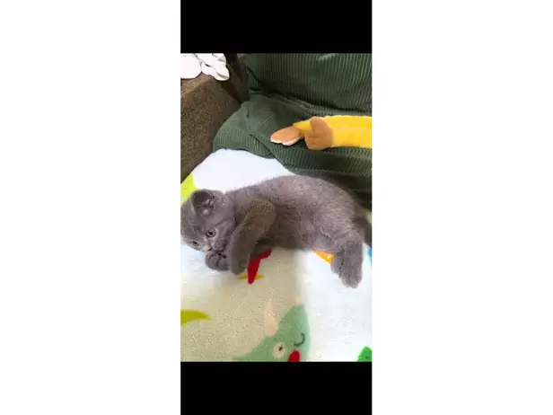 British shorthair kitten 😸 - 14/20