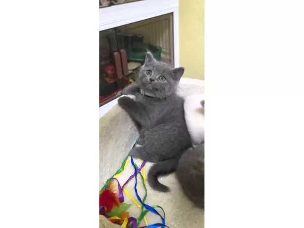 British shorthair kitten 😸 - 15/20
