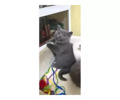 British shorthair kitten 😸 - 15