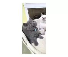 British shorthair kitten 😸 - 16