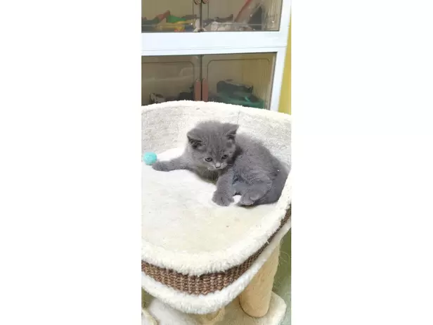 British shorthair kitten 😸 - 17/20