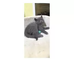 British shorthair kitten 😸 - 18