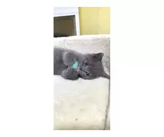 British shorthair kitten 😸 - 19