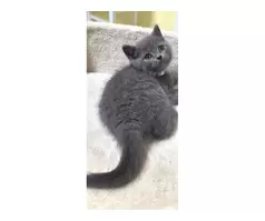 British shorthair kitten 😸 - 20
