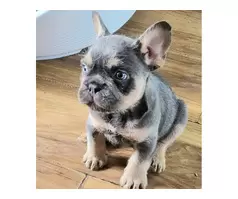 3 beautiful frenchies