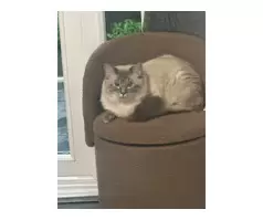 16 months old  milo