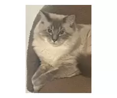 16 months old  milo - 2