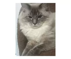 16 months old  milo - 3