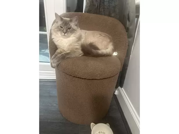 16 months old  milo - 4/4
