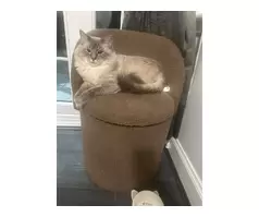 16 months old  milo - 4