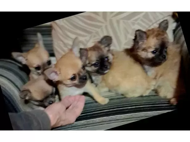 Long and smooth coat puppies - 1/3